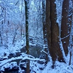 Snow covered trees in forest against sky