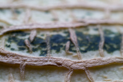 Close-up of snow on rusty metal during winter