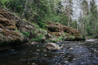 Stream flowing in forest