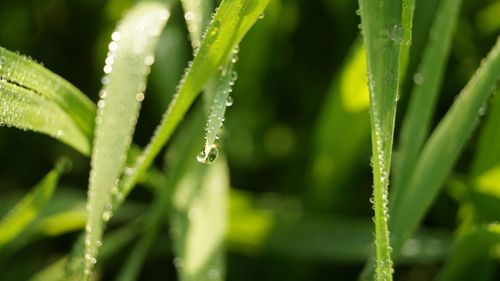 Close-up of water drops on leaf