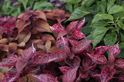 Close-up of pink leaves on plant