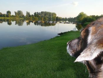 Close-up of dog on field against sky