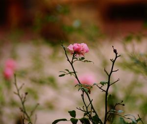 Close-up of pink rose