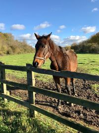 Portrait of horse standing on field against sky