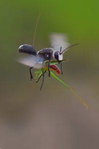 Close-up of insect on flower