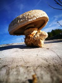 Close-up of mushroom growing against sky