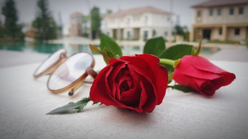 Close-up of rose roses