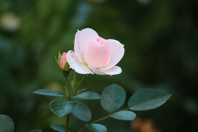 Close-up of pink rose