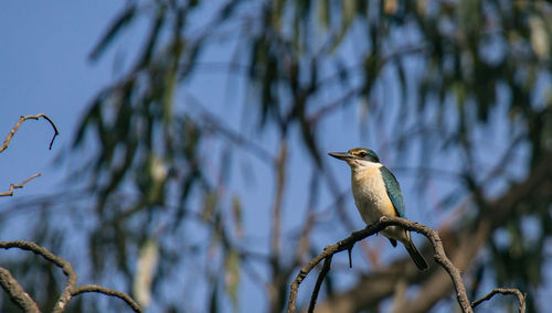 Low angle view of a sacred kingfisher  perching on tree against sky