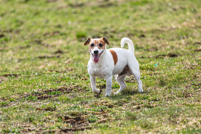 Dog running on field