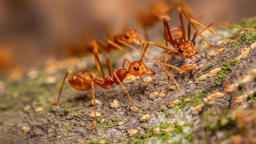 Close-up of ant on field