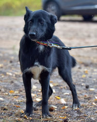 Portrait of dog looking away