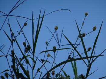 Low angle view of flowers against blue sky