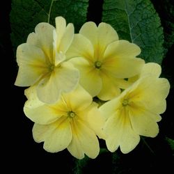 Close-up of yellow flowers blooming outdoors