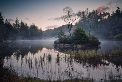 Reflection of trees in lake water