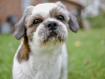 Portrait of cute puppy