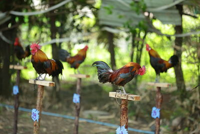 Flock of birds on a tree