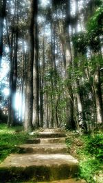 Footpath passing through forest