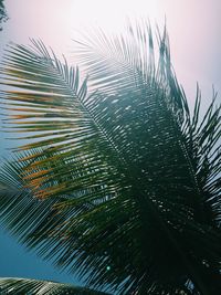 Low angle view of palm tree against sky