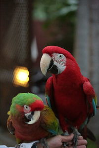 Close-up of two macaw parrots