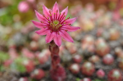 Close-up of pink flower