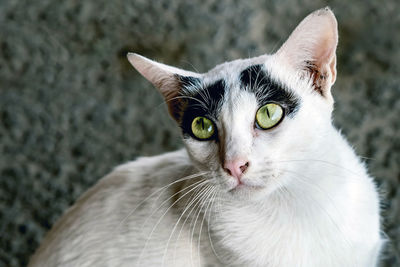 Close-up portrait of a cat