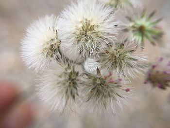 Close-up of flowers