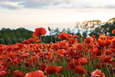 Close-up of red poppies on field against sky