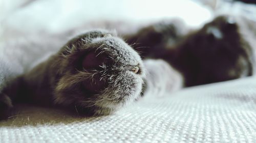 Close-up of cat sleeping on bed