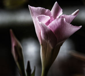Close-up of pink flower