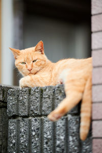 Portrait of ginger cat against blurred background