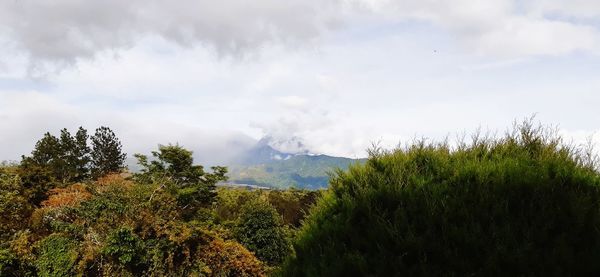 Panoramic shot of trees on landscape against sky