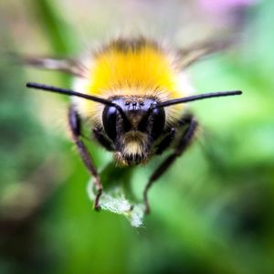 Close-up of honey bee on yellow flower