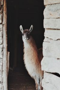Portrait of cat standing against brick wall