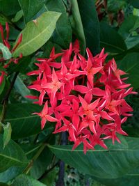 Close-up of red flowers blooming outdoors