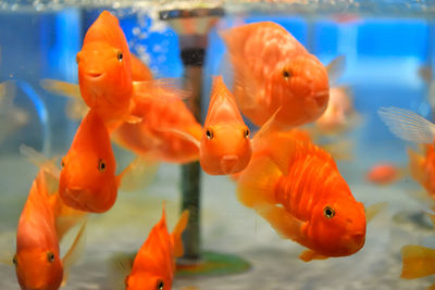 Close-up of fish in aquarium