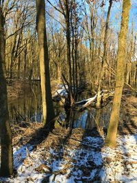 Bare trees in forest during winter