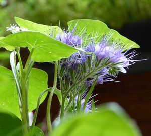 Close-up of purple flowering plant leaves