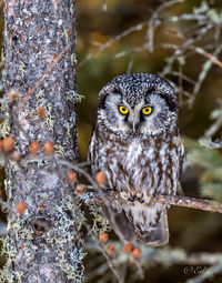 Close-up of boreal owl perching on branch