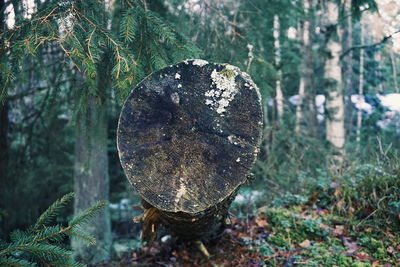 Close-up of log on tree trunk in forest