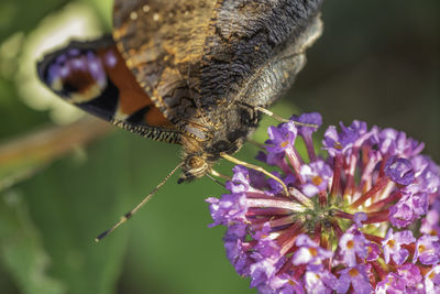 Close-up of butterfly pollinating on purple flower