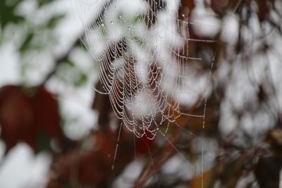 Close-up of spider on web