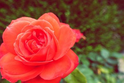 Close-up of pink rose