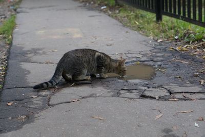 Cat on ground