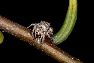 Close-up of insect over black background