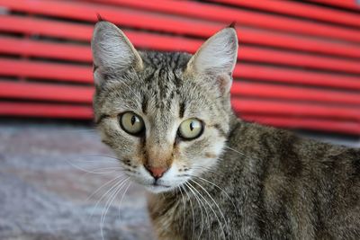 Close-up portrait of cat