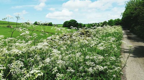 Plants growing on field against sky