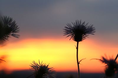 Low angle view of silhouette palm trees against sky during sunset