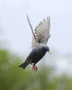 Close-up of bird flying against clear sky