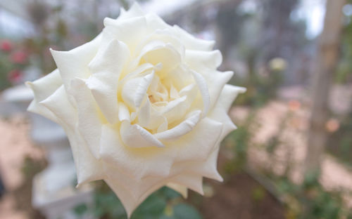 Close-up of white rose